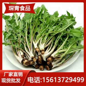 新鲜婆婆丁蒲公英冷冻 鲜野菜